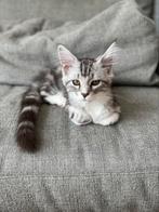 Lieve Maine Coon Kitten Op Zoek Naar Een Liefdevol Thuisi, Kater, Ontwormd