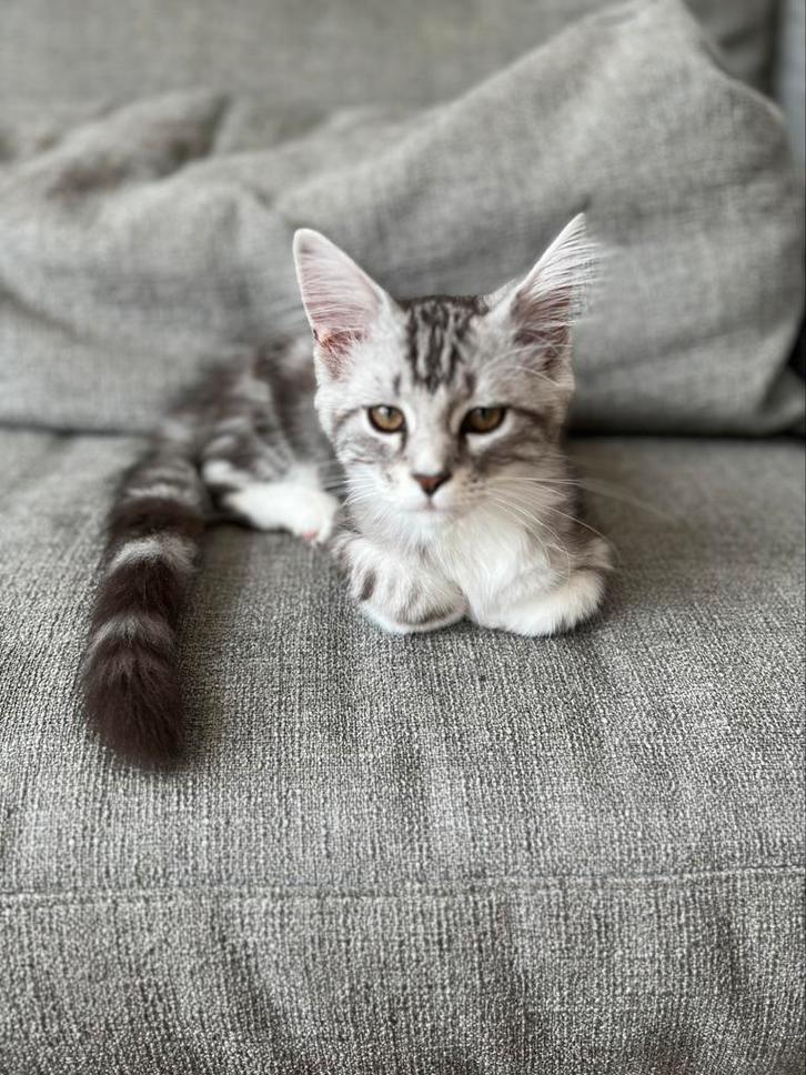 Lieve Maine Coon Kitten Op Zoek Naar Een Liefdevol Thuisi, Dieren en Toebehoren, Katten en Kittens | Raskatten | Langhaar, Kater