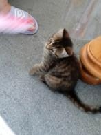 Laatste Kittenje, Dieren en Toebehoren, Katten en Kittens | Raskatten | Korthaar, Poes, Ontwormd