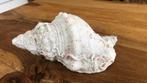 Horse conche shell, Ophalen of Verzenden, Mineraal