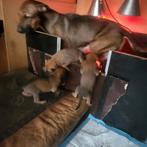 Sociale Mechelseherder x MechelseRidgeback pups, Rabiës (hondsdolheid), 8 tot 15 weken, Meerdere, Meerdere dieren