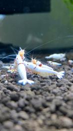 PRL (Crystal red) garnalen aquarium, Dieren en Toebehoren, Kreeft, Krab of Garnaal