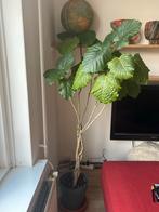 Ficus boom in pot, Ficus, 100 tot 150 cm, In pot, Groene kamerplant