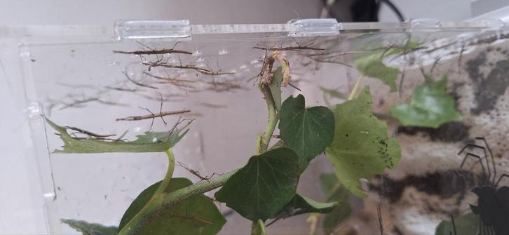 Wandelende takken, Dieren en Toebehoren, Insecten en Spinnen, Wandelende tak