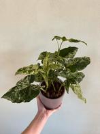 Syngonium Mottled Mojito, Huis en Inrichting, Kamerplanten, Overige soorten, Ophalen