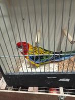 Mooie rossela man, Dieren en Toebehoren, Vogels | Parkieten en Papegaaien, Mannelijk, Parkiet