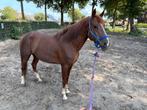Mooie pony, Dieren en Toebehoren, Pony's, Hengst, Onbeleerd, D pony (1.37m tot 1.48m), Gechipt