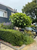 Gezonde Catalpa Bolboom - Bieden!, Tuin en Terras, Planten | Bomen, Bloeit niet, 100 tot 250 cm, Ophalen, Volle zon