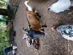 2 geiten af te halen, Dieren en Toebehoren, Vrouwelijk, Geit