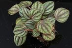 Peperomia Albovittata, Huis en Inrichting, Kamerplanten, Overige soorten, In pot, Minder dan 100 cm, Bloeiende kamerplant