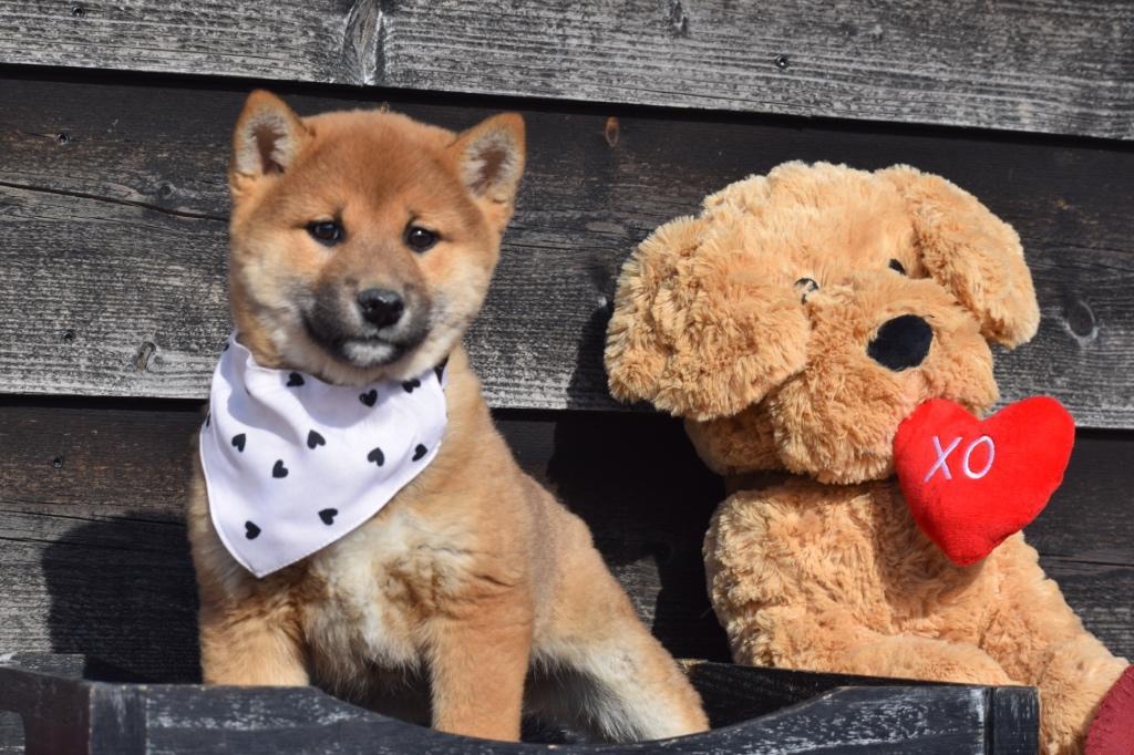 Shiba inu pups alle kleuren, 15 weken tot 1 jaar, Overige rassen, Buitenland, Parvo