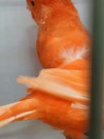 Kanarie te koop, Dieren en Toebehoren, Meerdere dieren, Kleurkanarie
