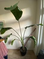 Palm tree plant, Strelitzia Nicolai, Bird of Paradise Plant, Ophalen, Halfschaduw, 100 tot 250 cm, Zomer