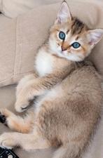 British langhaar british korthaar, Dieren en Toebehoren, Katten en Kittens | Raskatten | Langhaar, Meerdere dieren, 0 tot 2 jaar