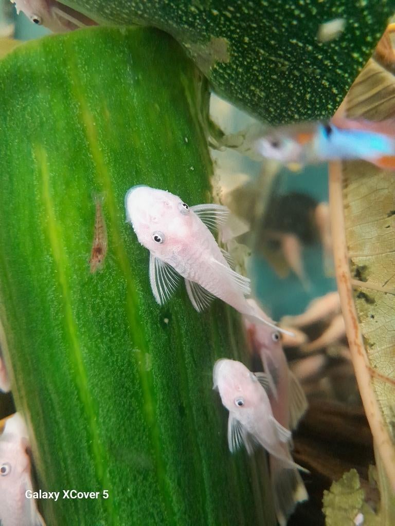 Ancistrus sp. Snowwhite, Dieren en Toebehoren, Vis
