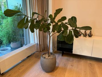 Ficus Lyrata op hydrocultuur XL - 1.50 hoog beschikbaar voor biedingen