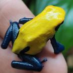 Dendrobates tinctorius 'Citronella', Dieren en Toebehoren, Amfibie, 0 tot 2 jaar