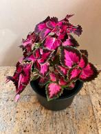 Siernetel Coleus kamerplant planten Roze 31 cm in pot, Huis en Inrichting, Kamerplanten, Overige soorten, Minder dan 100 cm, Halfschaduw