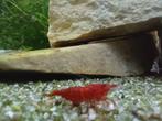 Bloody Mary garnalen, Kreeft, Krab of Garnaal