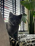 Brits Korthaar kater - Blauw - Raszuiver - All-in prijs, Dieren en Toebehoren, Katten en Kittens | Raskatten | Korthaar, Kater