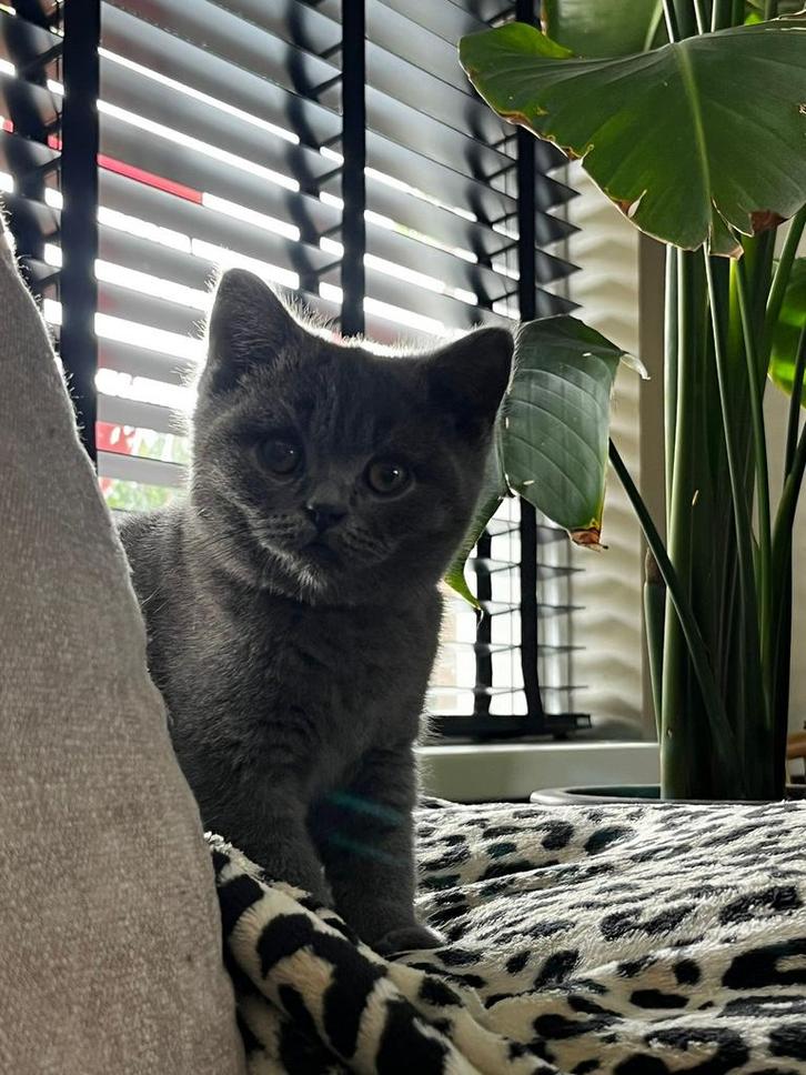 Brits Korthaar kater - Blauw - Raszuiver - All-in prijs, Dieren en Toebehoren, Katten en Kittens | Raskatten | Korthaar, Kater