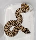 Heterodon nasicus, Dieren en Toebehoren, Reptielen en Amfibieën, Slang