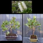 2 Bonsai Callistemon pallidus 'Bianco'- Witte Lampenpoetser, Ophalen of Verzenden, In pot, Minder dan 100 cm, Bloeiende kamerplant