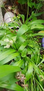 Daslook Allium Plant/Knolletjes, Ophalen of Verzenden, Voorjaar, Volle zon, Zaad