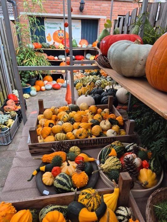Ruime keus pompoenen en kalebassen, Huis en Inrichting, Overige Huis en Inrichting, Ophalen of Verzenden