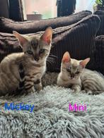 Nog 2 lieve snow bengaal kittens, Dieren en Toebehoren, Katten en Kittens | Raskatten | Korthaar, Meerdere dieren, Ontwormd, 0 tot 2 jaar
