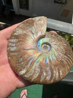 Prachtige iriserende ammoniet XL - Madagaskar, Ophalen of Verzenden, Fossiel