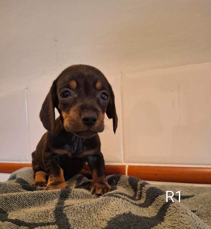 Gladharige teckel pups Black and tan, Dieren en Toebehoren, Honden | Teckels en Dashonden, Meerdere dieren, Korthaar, Standaard