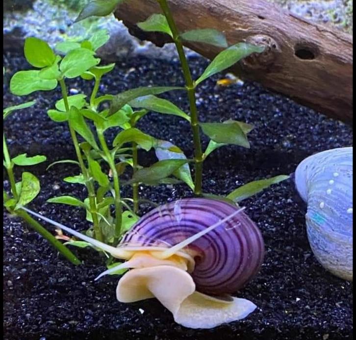 Appelslakken, Dieren en Toebehoren, Vissen | Aquariumvissen, Slak of Weekdier