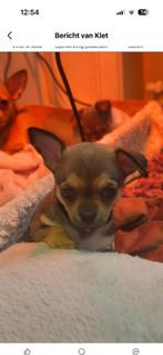 Chihuahua pupje, België, Particulier, Reu, 8 tot 15 weken