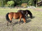 Verzorgpony aangeboden. Hulp gevraagd., Dieren en Toebehoren, Ophalen of Verzenden, Nieuw