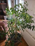 Mooie Benjamin Ficus kamerplant, Ophalen, Ficus, Halfschaduw, In pot