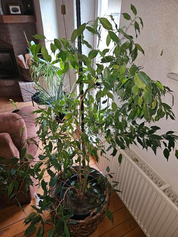 Mooie Benjamin Ficus kamerplant beschikbaar voor biedingen
