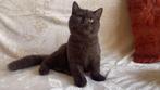 Met stamboom: Brits Korthaar kitten (chocolade, kater), Dieren en Toebehoren, Katten en Kittens | Raskatten | Korthaar, Kater