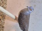 Diamantduif, Meerdere dieren, Tropenvogel, Geringd