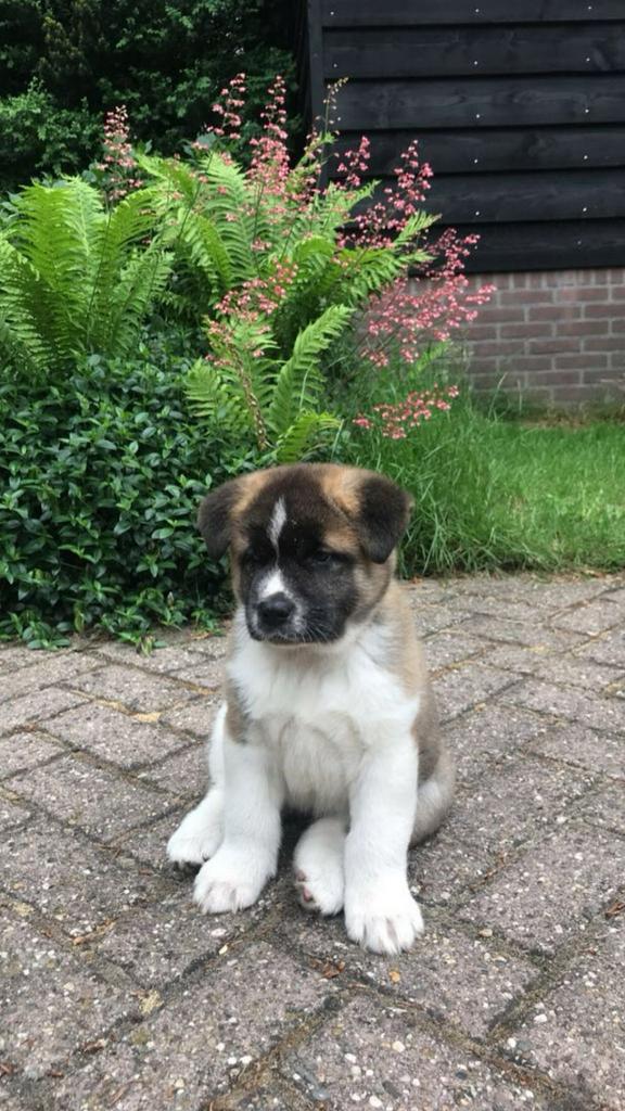 Amerikaanse Akita puppy gezocht!, Dieren en Toebehoren, Honden | Niet-rashonden, Middel, Teef, Fokker | Professioneel, Eén hond