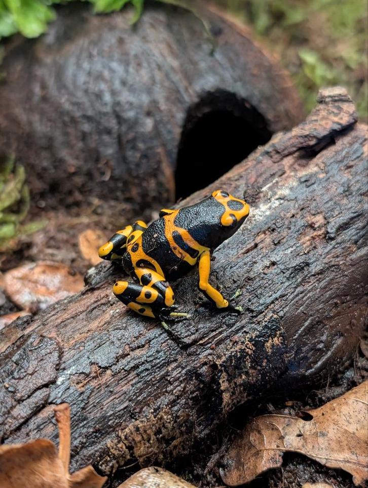 Dendrobates Leucomelas