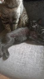 Kittens te koop, Dieren en Toebehoren, Katten en Kittens | Overige Katten, Poes, Kortharig, 0 tot 2 jaar