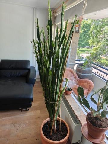  Grote cactus 180cm hoog beschikbaar voor biedingen