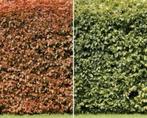 Beukenhaag VOORRADIG, Tuin en Terras, Ophalen of Verzenden, Overige soorten, Volle zon