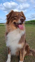 Verwachten Aussie pups, Dieren en Toebehoren, Overige rassen, 8 tot 15 weken, Meerdere, Meerdere dieren