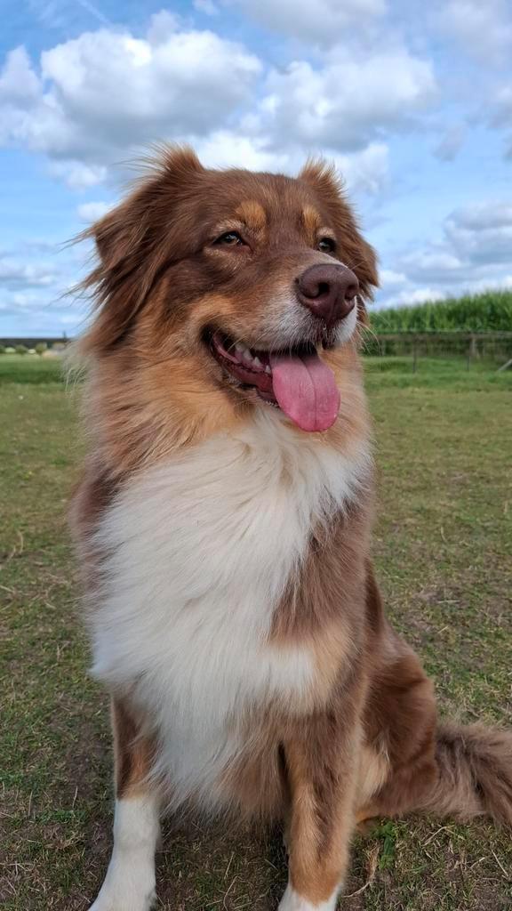 Verwachten Aussie pups, Dieren en Toebehoren, Honden | Herdershonden en Veedrijvers, Meerdere dieren, Overige rassen, Fokker | Hobbymatig