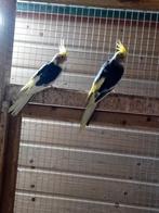 Te koop een koppel bonte valkparkieten, Dieren en Toebehoren, Vogels | Parkieten en Papegaaien, Meerdere dieren, Parkiet