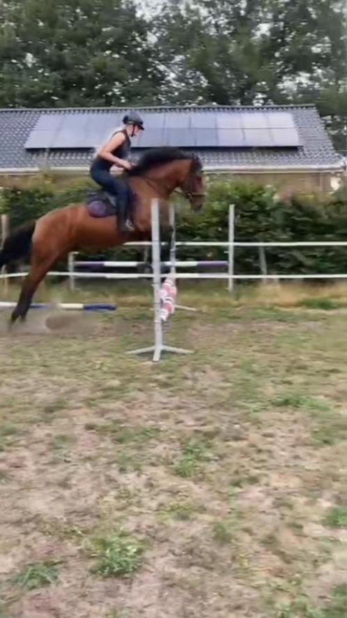 5-sterrenhuisje voor recreatiepony en hengstveulen, Dieren en Toebehoren, Paarden, Merrie, Zadelmak, Minder dan 160 cm, 7 tot 10 jaar
