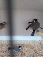 Rijst vogels wild kleur, Dieren en Toebehoren, Vogels | Overige Vogels, Meerdere dieren