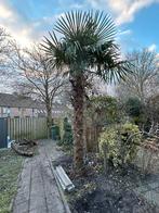 Palmboom, Tuin en Terras, Planten | Bomen, 250 tot 400 cm, Zomer, Palmboom, Ophalen